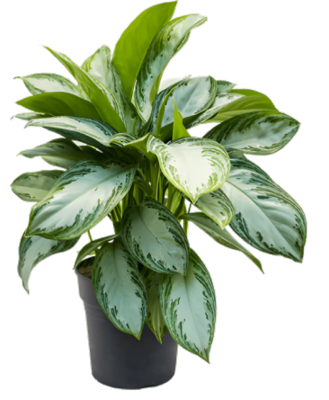 aglaonema